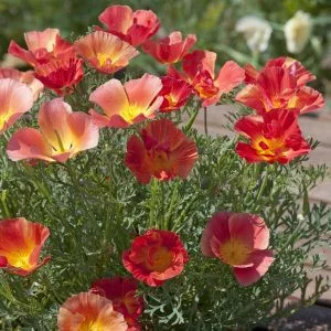 Eschscholzia c thai silk strawberry fields