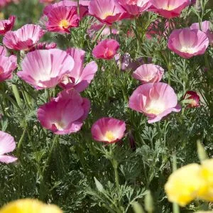 Eschscholzia californica bush rose