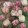 Eschscholzia californica thai silk appleblossom chiffon