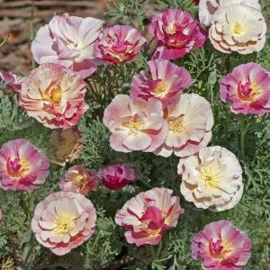 Eschscholzia californica thai silk appleblossom chiffon