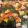 Eschscholzia californica thai silk apricot chiffon