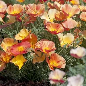 Eschscholzia californica thai silk apricot chiffon