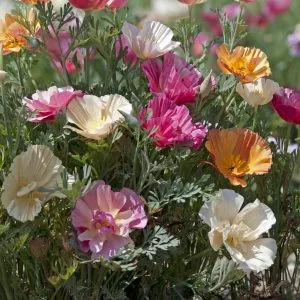 Eschscholzia californica thai silk formula mixture