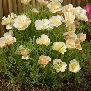 Eschscholzia californica thai silk pink champagne