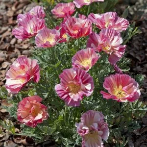 Eschscholzia californica thai silk rose chiffon
