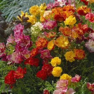 Eschscholzia californica xl jelly beans