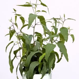 Eucalyptus (corymbia) citriodora lemon bush