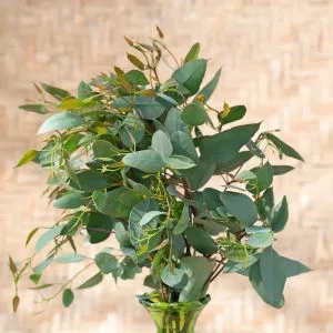 Eucalyptus melanophloia