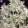 Euphorbia marginata early snow