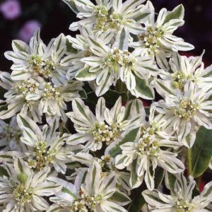 Euphorbia marginata early snow