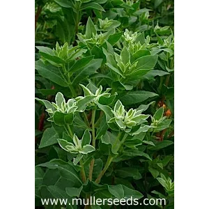 Euphorbia marginata mountain snow