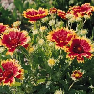 Gaillardia grandiflora kobolt (goblin)