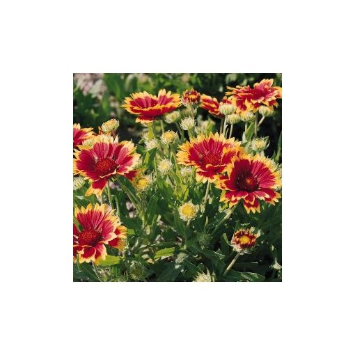 Gaillardia grandiflora kobolt (goblin)