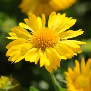 Gaillardia grandiflora mesa yellow