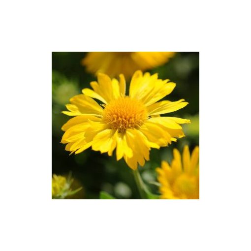 Gaillardia grandiflora mesa yellow