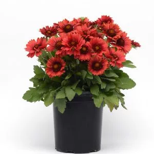Gaillardia grfl. mesa red