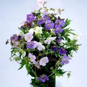 Geranium pratense pastel palette