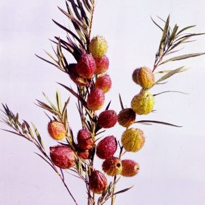 Gomphocarpus fruticosus cottonbush