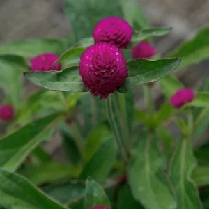 Gomphrena globosa ping pong purple (cleaned seeds)