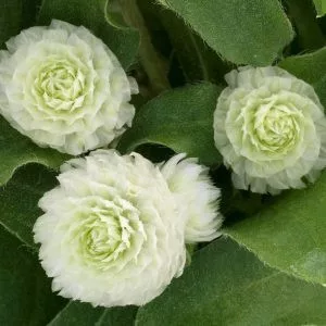 Gomphrena globosa ping pong white (clean seeds)
