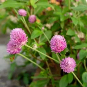 Gomphrena globosa qis pink