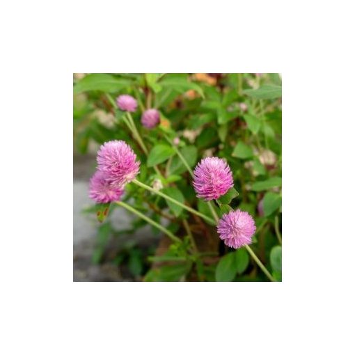 Gomphrena globosa qis pink