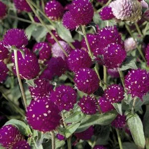 Gomphrena globosa qis purple