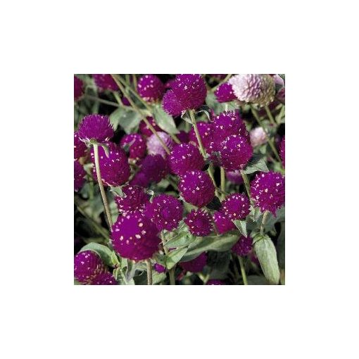 Gomphrena globosa qis purple