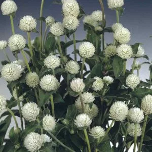 Gomphrena globosa qis white