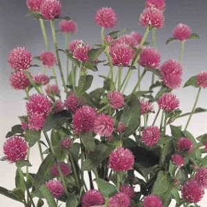 Gomphrena globosa rose