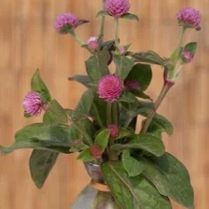 Gomphrena globosa salmon pastel