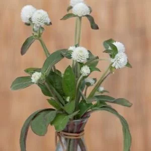 Gomphrena globosa white