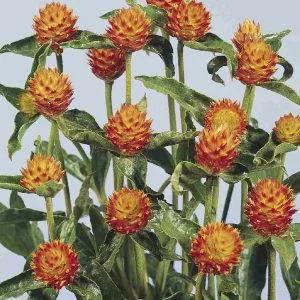 Gomphrena haageana orange