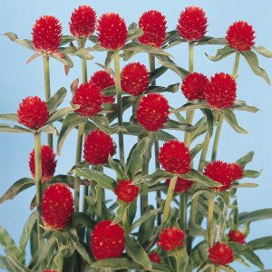 Gomphrena haageana qis red