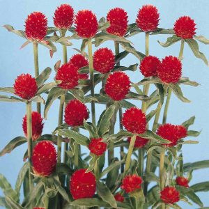 Gomphrena haageana red