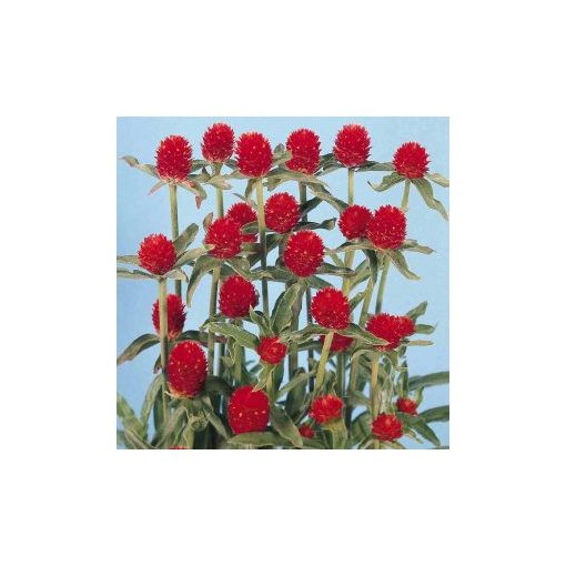 Gomphrena haageana red