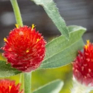 Gomphrena haageana strawberry fair