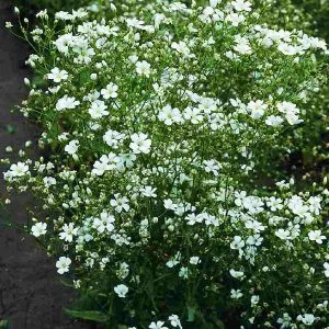 Gypsophila elegans rijnsburg glory (covent garden)