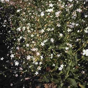 Gypsophila elegans rosea
