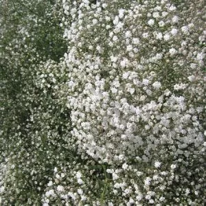 Gypsophila paniculata snowflake