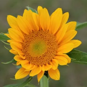 Helianthus annuus aurora summer f1 (treated)