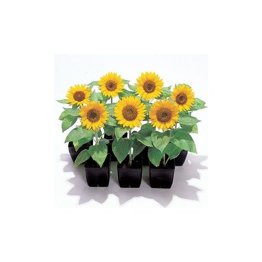 Helianthus annuus big smile