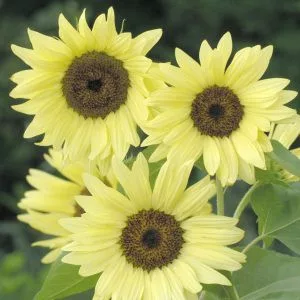 Helianthus annuus buttercream f1