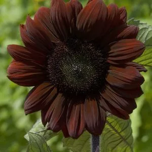 Helianthus annuus claret