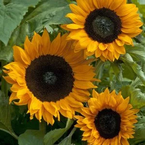 Helianthus annuus copper queen f1