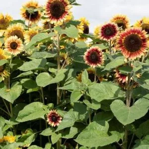 Helianthus annuus desert sun