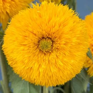 Helianthus annuus double sunking