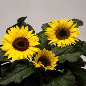 Helianthus annuus elite sun f1