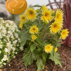 Helianthus annuus f1 lemon cutie