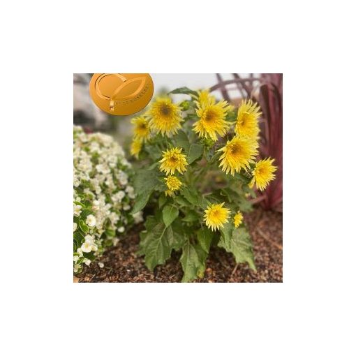 Helianthus annuus f1 lemon cutie